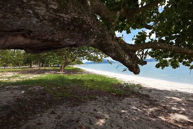 Pantai lumut